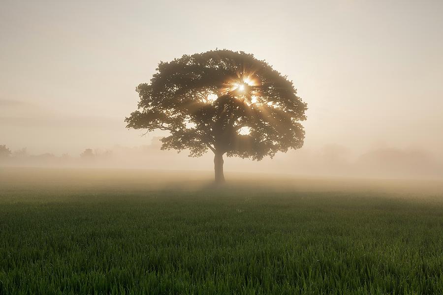 Tree In Morning Mist Photograph by Jeremy Walker/science Photo Library