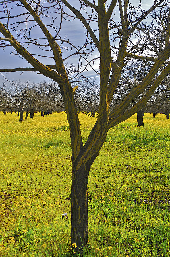 Tree in Mustard Field Photograph by SC Heffner