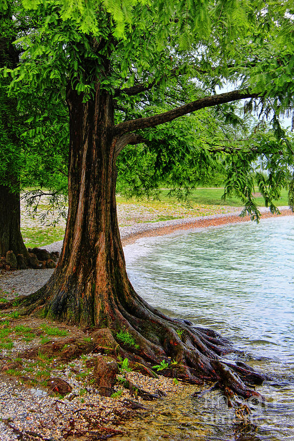 Tree In Paradise Photograph