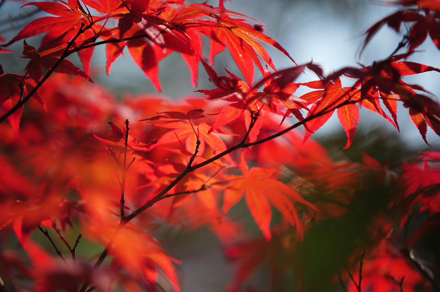 Tree Photograph - Tree in Passion. Japanese Maple by Jenny Rainbow