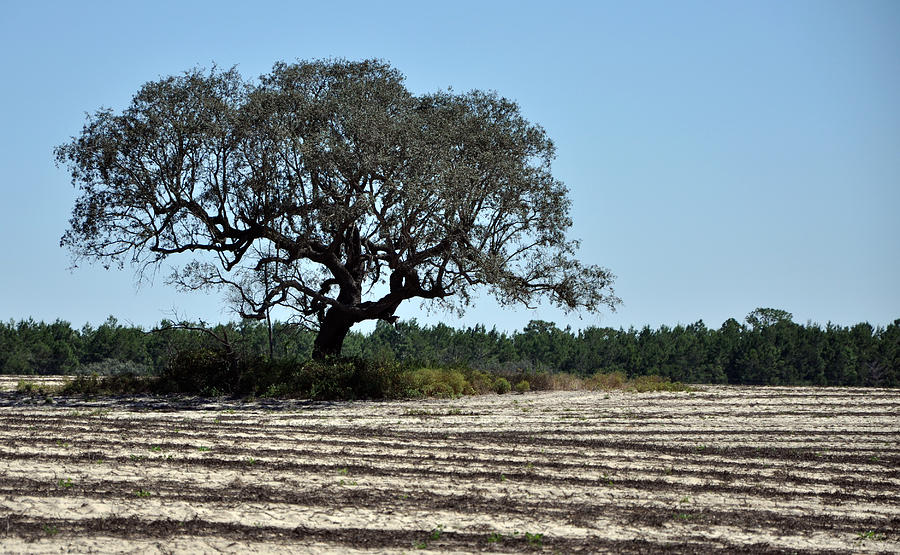 Tree in Plowed Field Photograph by Randi Kuhne
