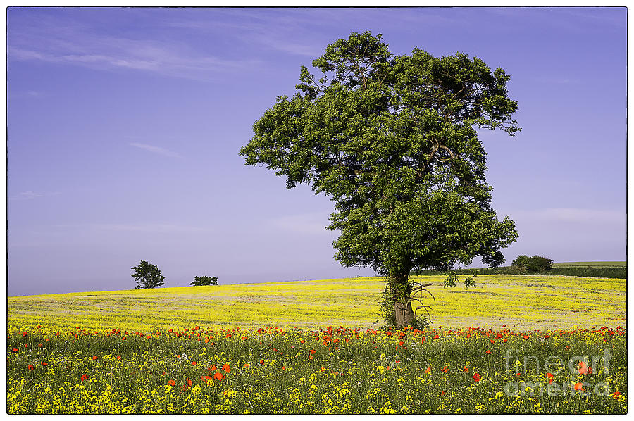 Landscape Photograph - Tree In Rape Field No1 by George Hodlin Landscape Photograph - Tree In Rape Field No1 by George Hodlin