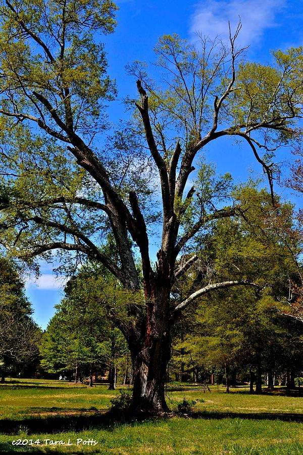 Tree in Rock Hill Photograph by Tara Potts