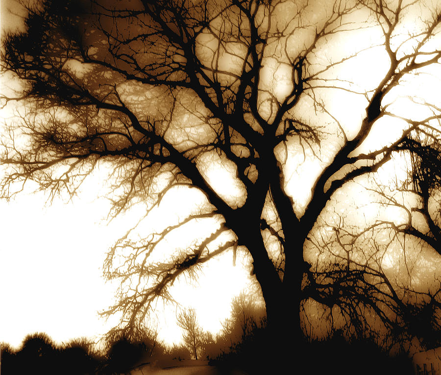 Tree in Sepia Photograph by Ann Powell