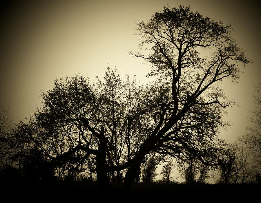 Tree in Silhouette Photograph by Joyce Kimble Smith