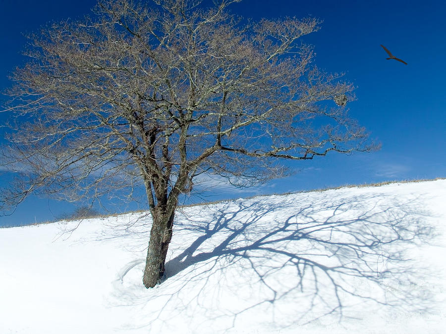 Abstract Photograph - Tree in Snow in the Blue Ridge I by Dan Carmichael