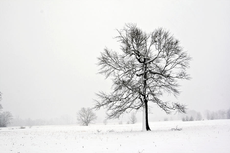 Tree in Snow Photograph by Robert Camp