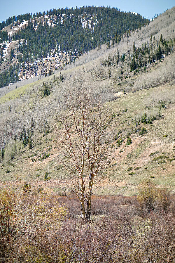 Tree in Spring Photograph by Robert Meyers-Lussier
