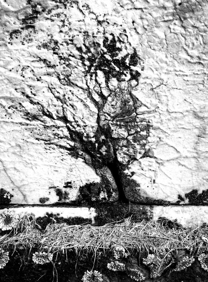 Tree in Stone Photograph by Paul W Faust -  Impressions of Light