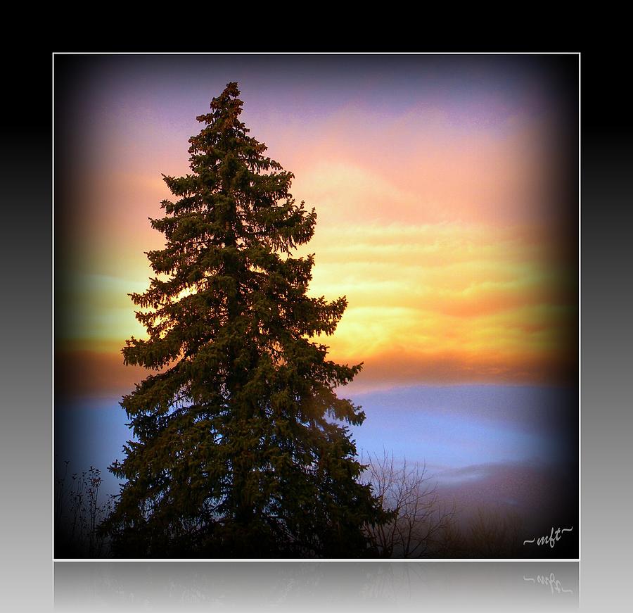 Tree in sunrise Photograph by Michelle Frizzell-Thompson