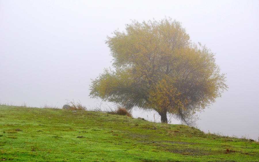Tree in the Fog Photograph by AJ  Schibig