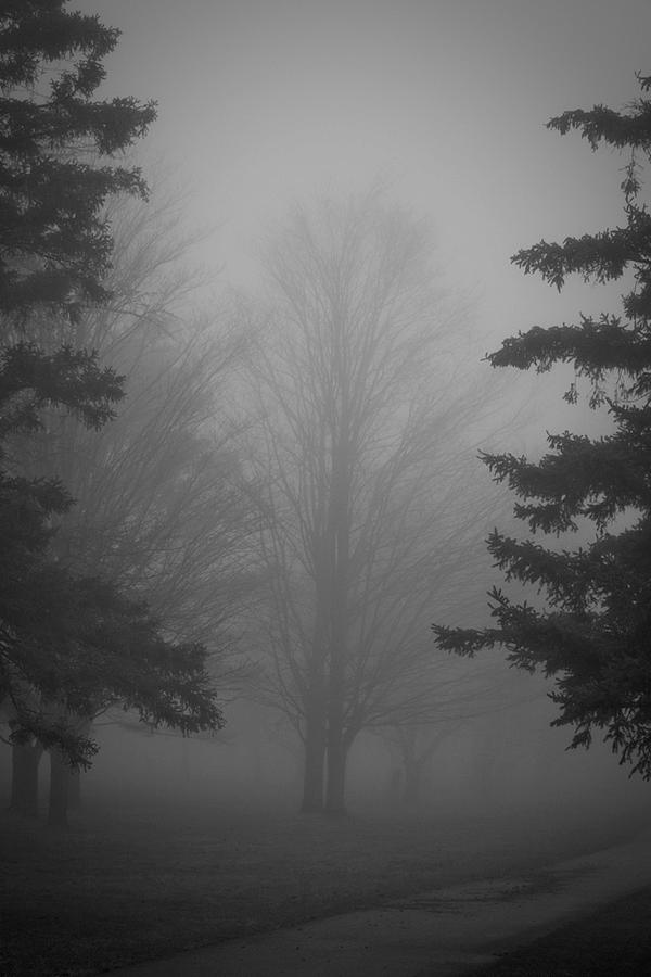 Black And White Photograph - Tree in the Fog by Jim Koniar