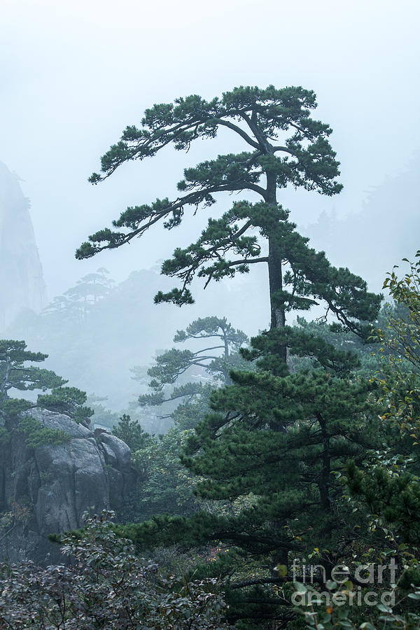 Tree in the fog Photograph by Matteo Colombo