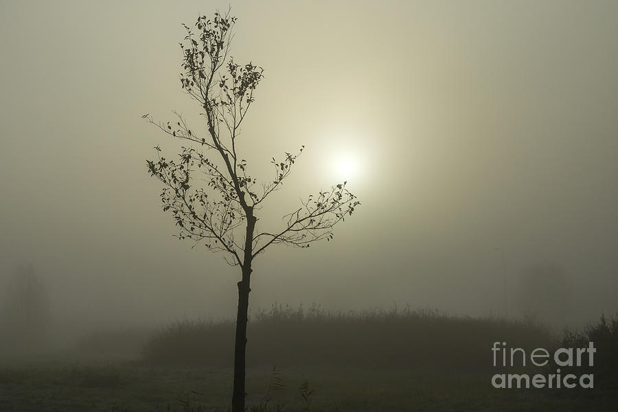 Tree in the fog  Photograph by Patricia Hofmeester