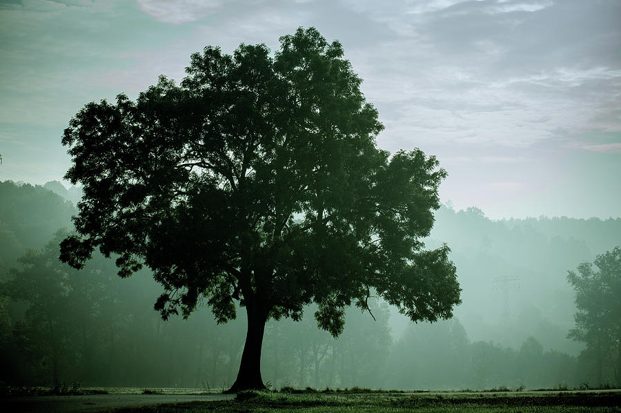 Tree In The Fog Photograph by Wladimir Bulgar