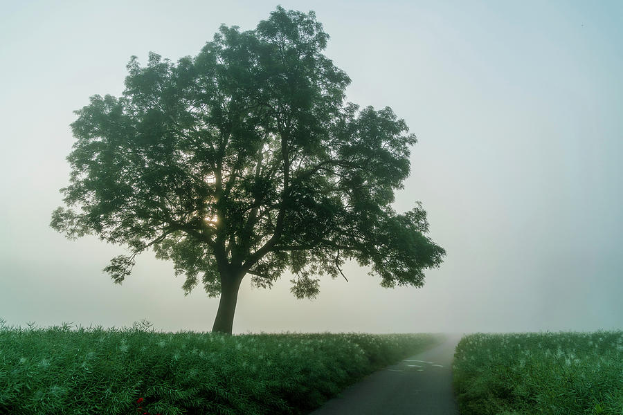 Tree In The Fog Photograph by Wladimir Bulgar/science Photo Library