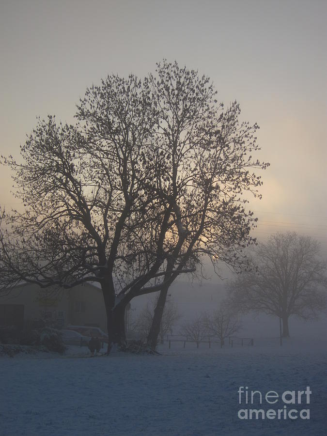 Tree in the foggy winter landscape Photograph by Amanda Mohler