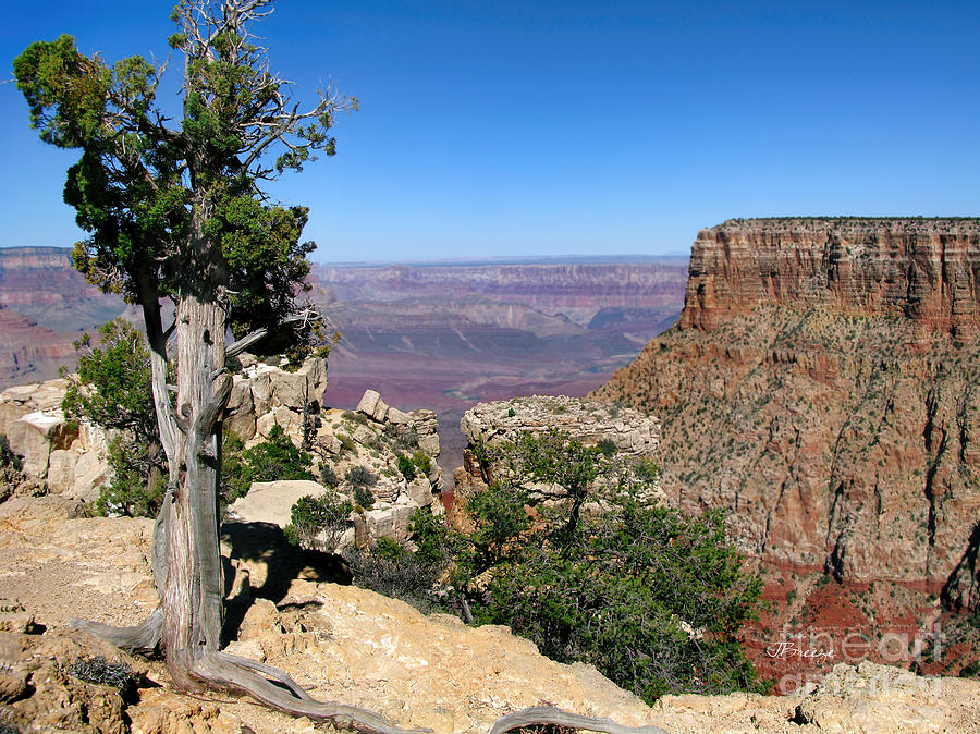 Tree in the Grand Canyon Photograph by Jennie Breeze