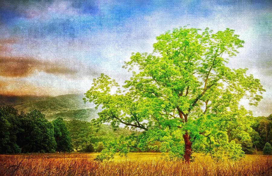Tree in the Meadow Photograph by Carolyn Derstine