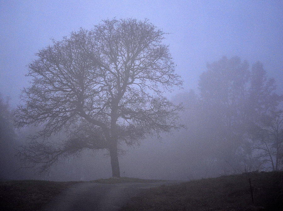 Tree in the Mist Photograph by AJ  Schibig