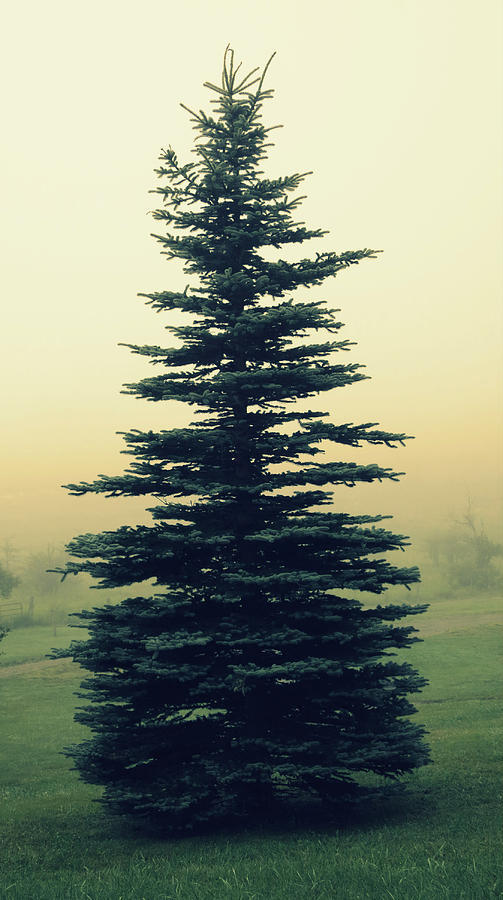 Tree in the Morning Mist Photograph by Patricia Januszkiewicz