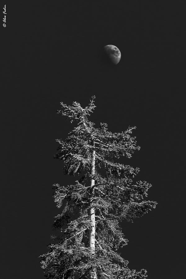 Tree in the Night Photograph by Alexander Fedin
