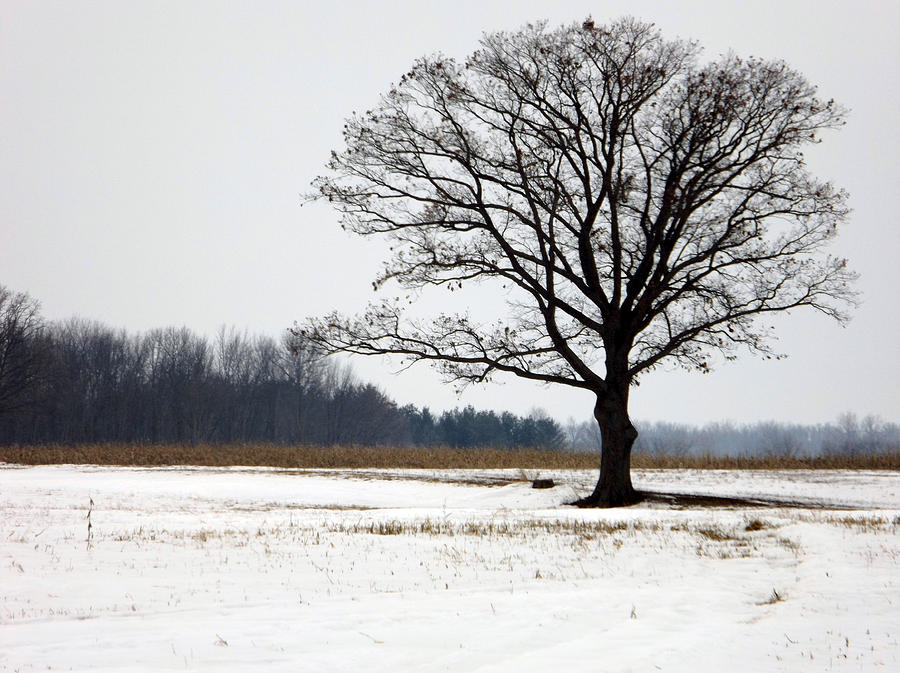Tree In The Snow Photograph