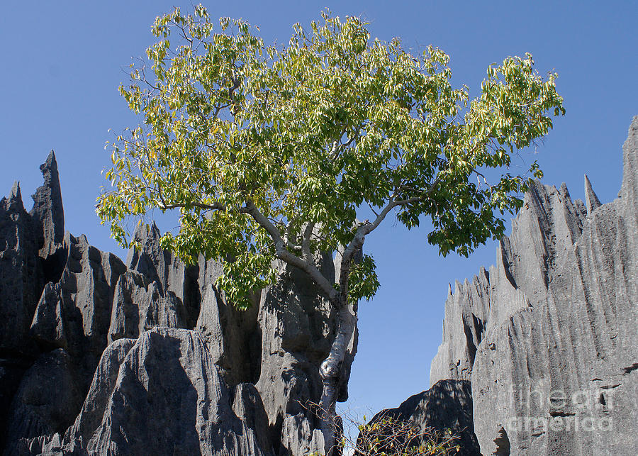 Tree in the Tsingy de Bemaraha Madagascar Photograph by Rudi Prott