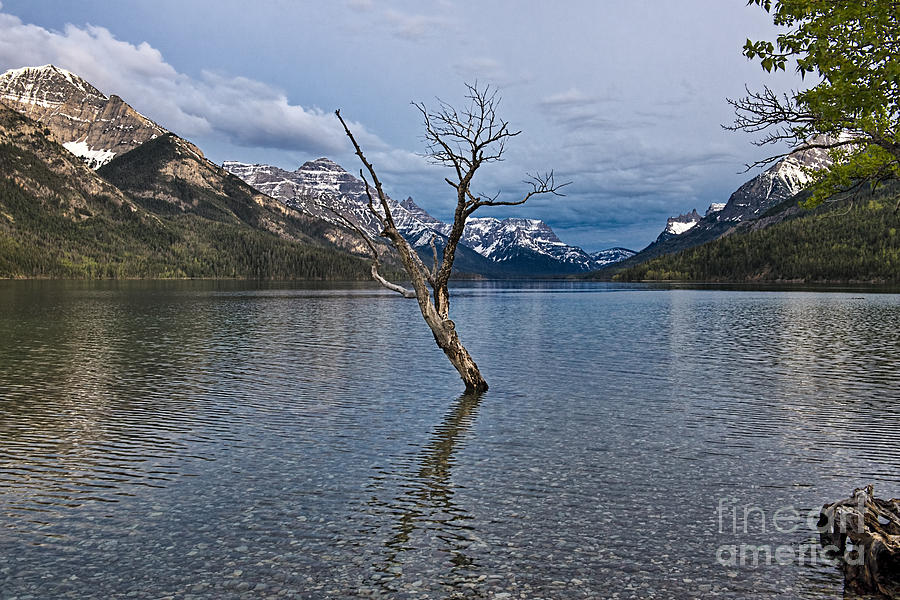 Tree in the Water Photograph by David Arment