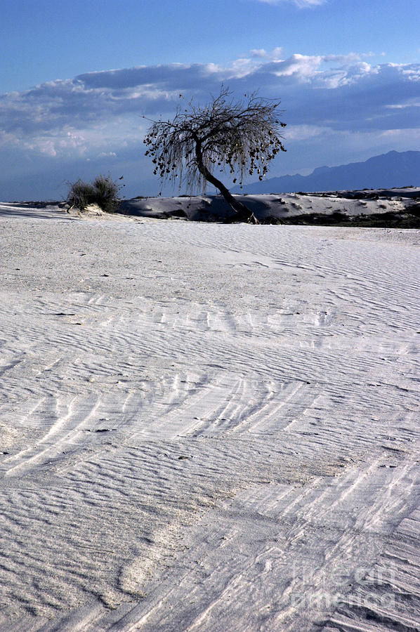 Tree in the White Sands Photograph by Vivian Christopher