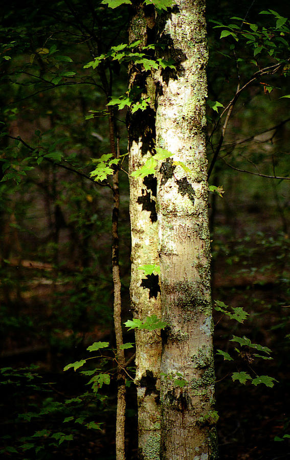 Tree In The Woods Photograph by Pamela Critchlow