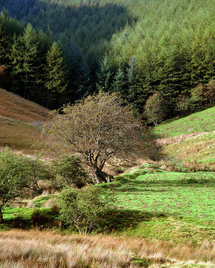Tree In Valley Photograph by Martin Bond/science Photo Library