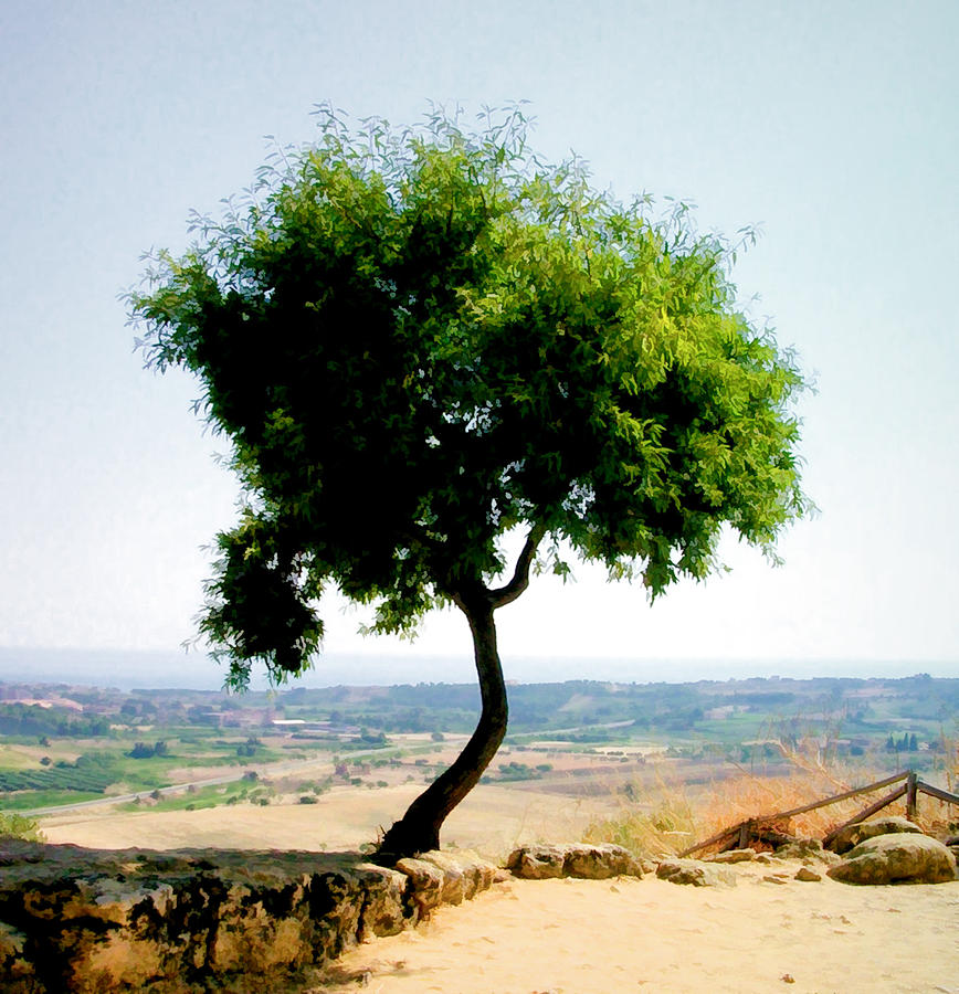 Tree in Valley of the Temples Photograph by Caroline Stella