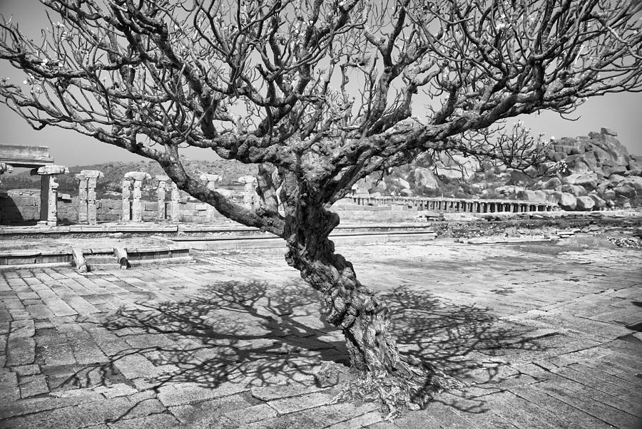 Tree in Vittala Templein Hambi Digital Art by Carol Ailles