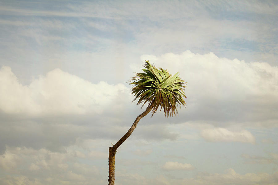 Tree In Wind Photograph by Fernando Trabanco Fotografía