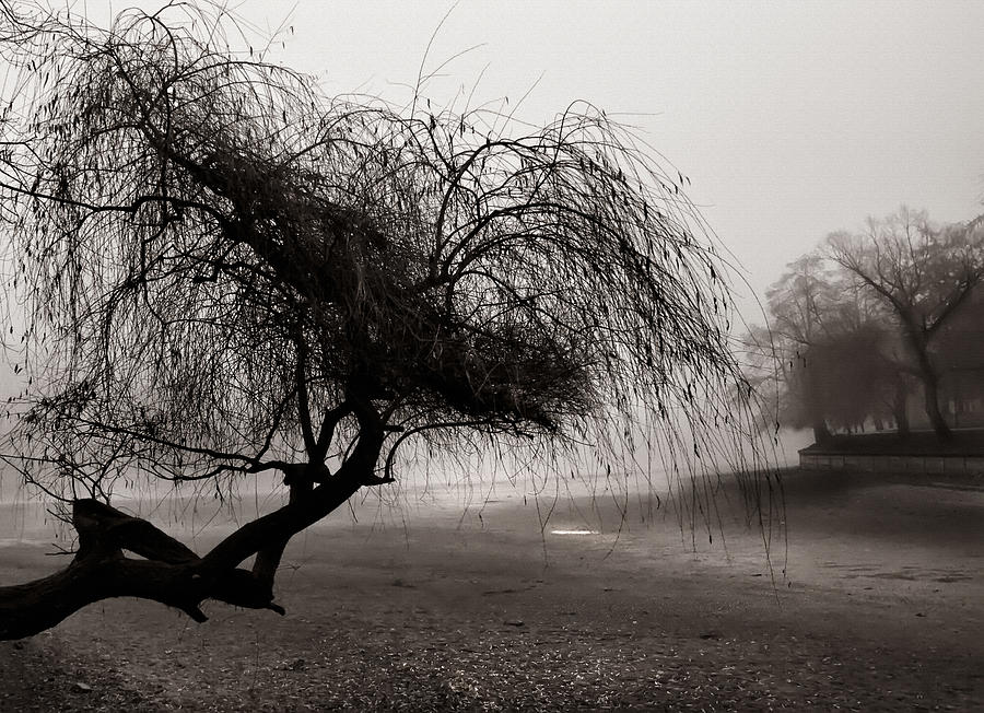 Tree in winter Photograph by Daliana Pacuraru