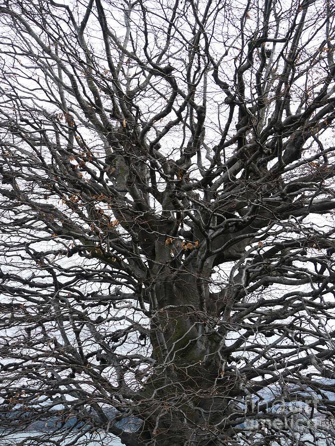 Tree In Winter, Geneva, Switzerland Photograph by Adam Sylvester