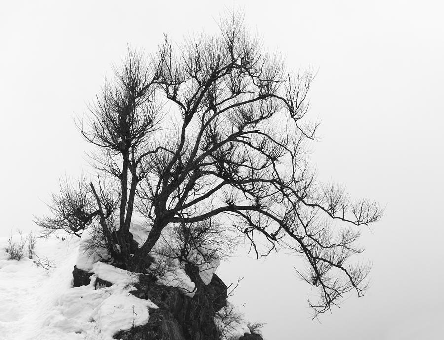 Tree In Winter, Japan Photograph by John Shaw