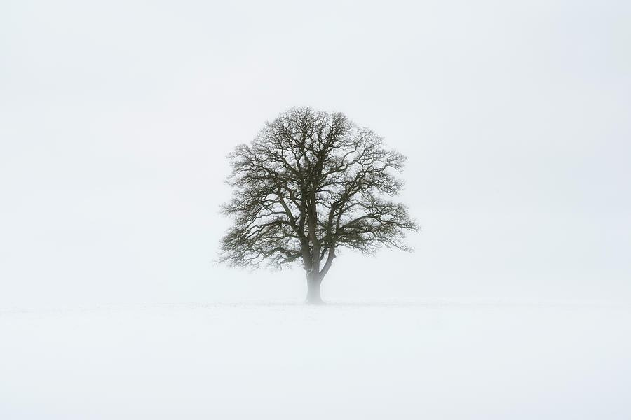 Tree In Winter Photograph by Jeremy Walker