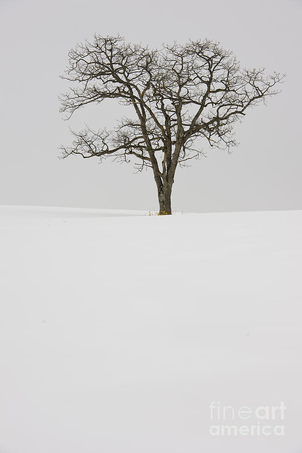 Tree In Winter Photograph by John Shaw