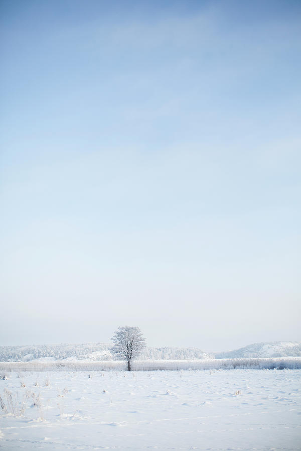 Tree In Winter Landscape Photograph by Johner Images