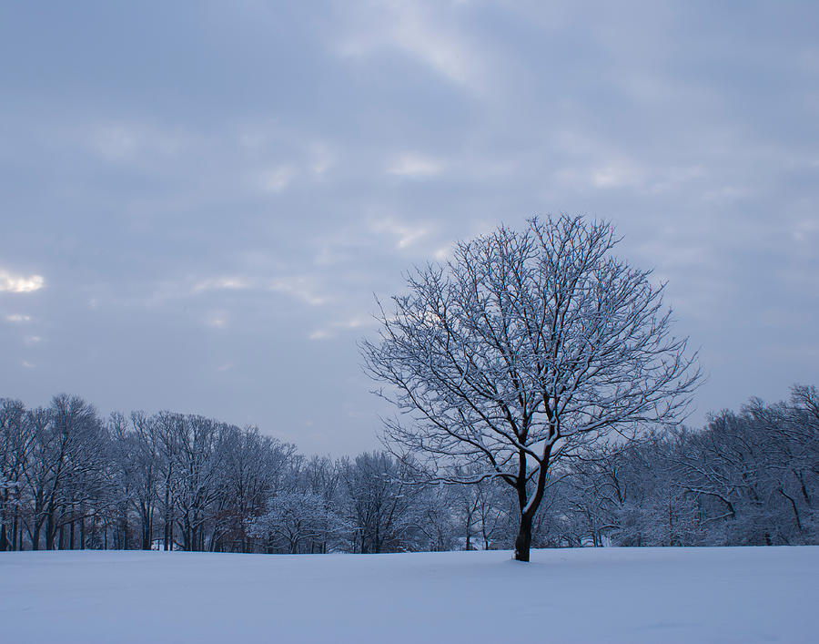 Tree in Winter Photograph by Larry Bohlin