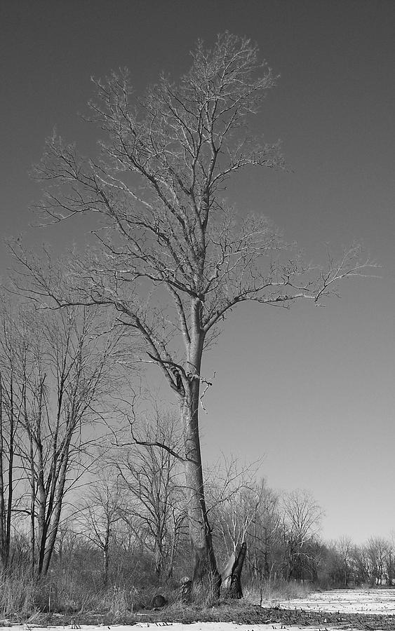 Tree in Winter Photograph by Michelle Miron-Rebbe