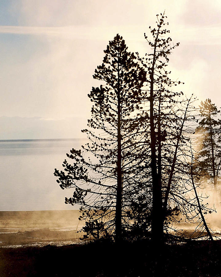 Tree in Yellowstone Sunrise Photograph by Betty Eich