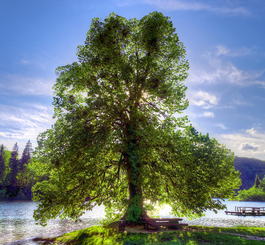 Tree Photograph by Ivan Slosar
