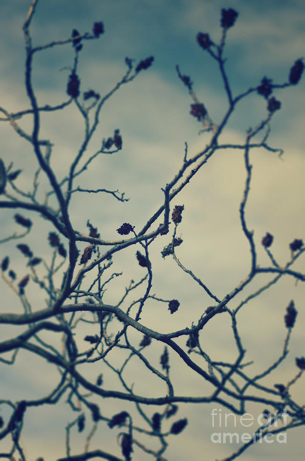 Tree Photograph by Jelena Jovanovic