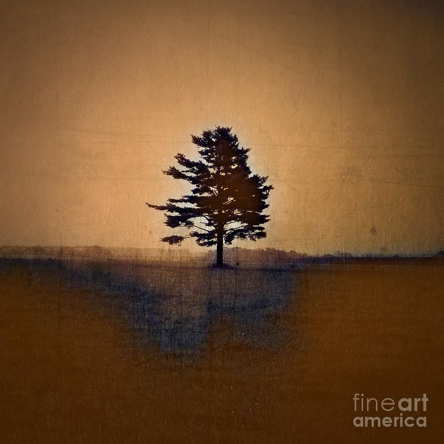 Tree Photograph - Tree Journey - sp15bb by Variance Collections