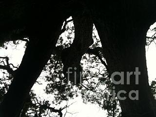 Tree Photograph by Julia Stubbe