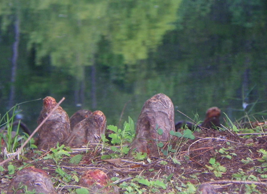Tree Knees Photograph by Patty Weeks Pixels