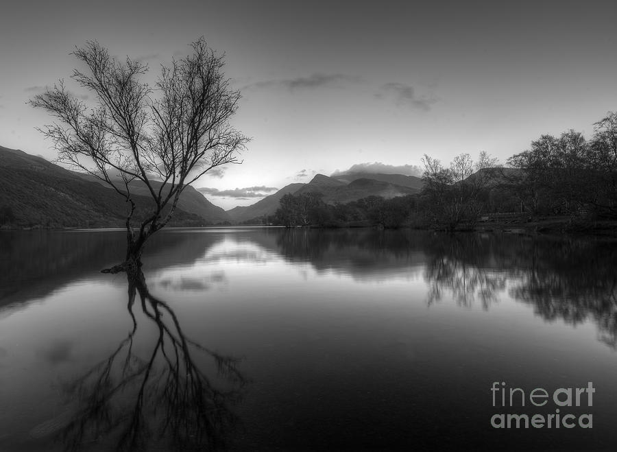 Lonely Tree Llyn Padarn Wales Photograph